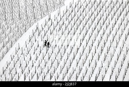 Escherndorf, Deutschland. 02. April 2022. In den schneebedeckten Weinbergen der Mainschleife arbeiten Menschen. Quelle: Karl-Josef Hildenbrand/dpa/Alamy Live News Stockfoto