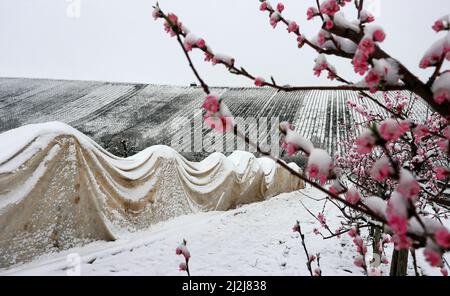 Escherndorf, Deutschland. 02. April 2022. Um sie vor dem Frost zu schützen, sind die blühenden Bäume des Pfirsichorchestrs teilweise mit dem Vlies bedeckt. Quelle: Karl-Josef Hildenbrand/dpa/Alamy Live News Stockfoto