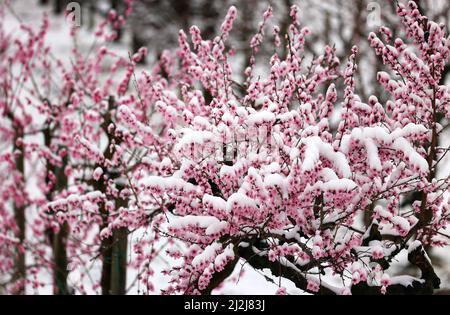 Escherndorf, Deutschland. 02. April 2022. Mit Schnee bedeckt sind Pfirsichblüten in einem Obstgarten. Quelle: Karl-Josef Hildenbrand/dpa/Alamy Live News Stockfoto