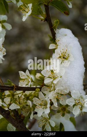 Eine weiße Kirschblüte in der Schneelandschaft Stockfoto