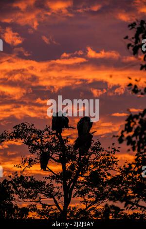 Griffon-Geier bei Sonnenuntergang im Krüger National Park Südafrika auf der Aussichtsplattform in einem Baum. Gänsegeier bei Sonnenuntergang Stockfoto