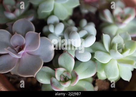 Zusammensetzung von bunten Sorten von echeveria und Sedum Pflanzen, Draufsicht. Succulents Rosetten für Poster, Kalender, Post, Bildschirmschoner, Wallpaper Stockfoto