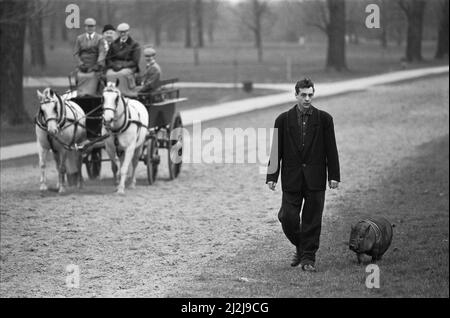 Kein alltäglicher Anblick. Ein Mann geht mit seinem Schwein im Hyde Park, während ein Pferd und eine Kutsche an ihm vorbeifahren. 17.. März 1987 Stockfoto