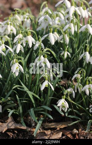 Schönes Bouquet von Frühlingsschneeglöckchen Blumen, die im Garten als erstes Zeichen des Frühlings wachsen. Stockfoto