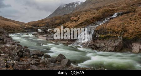 Zusammengesetztes Bild von Rothirsch in wunderschöner Winterlandschaft Bild von River Etive und Skyfall Etive Wasserfälle in schottischen Highlands Stockfoto