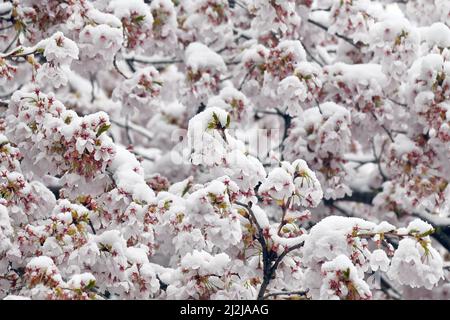 München, Deutschland. 02. April 2022. Die Blüten einer Zierkirsche sind mit Schnee bedeckt. Quelle: Katrin Requadt/dpa/Alamy Live News Stockfoto