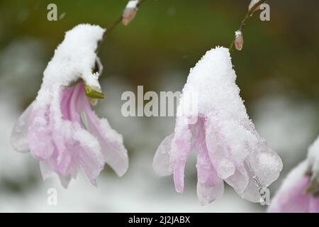 München, Deutschland. 02. April 2022. Die Blumen der Sternmagnolie sind mit Schnee bedeckt. Quelle: Katrin Requadt/dpa/Alamy Live News Stockfoto