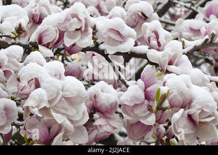 München, Deutschland. 02. April 2022. Die Blüten einer Magnolie sind mit Schnee bedeckt. Quelle: Katrin Requadt/dpa/Alamy Live News Stockfoto