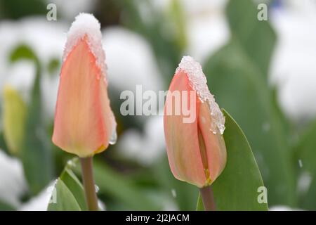 München, Deutschland. 02. April 2022. Tulpen in einem Blumenbeet sind mit Schnee bedeckt. Quelle: Katrin Requadt/dpa/Alamy Live News Stockfoto