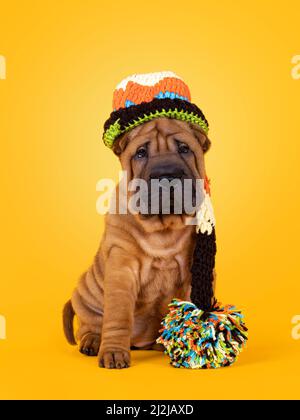 Liebenswert Shar-pei Hund Welpen, sitzen nach vorne mit Schlafmütze mit Pompon. Blick in Richtung Kamera mit niedlichen droopy Augen. Isoliert auf einer Sonnenfl Stockfoto