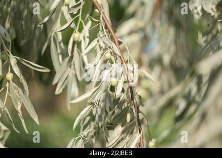 Schmale silberne Blätter der Elaeagnus angustifolia oder wilder Olive. Silberoliven zwischen den silbernen Blättern, ein paar Beeren des Loch-Baumes für ein Stockfoto