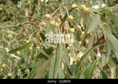 Oliven zwischen dem hellgrünen Laub, ein paar Beeren des Loch-Baumes. Schmale Blätter der Elaeagnus angustifolia oder wilder Olive. Naturkonzept Stockfoto