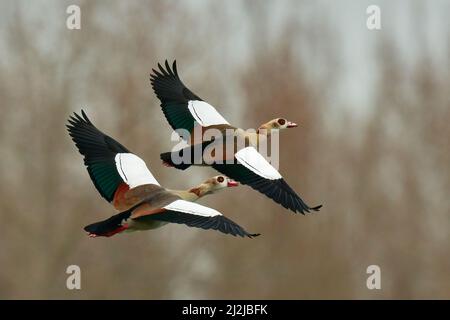 Ägyptische Gänse, Alopochen aegyptiaca. Paaren Sie sich in einem schnellen Flug. Fliegen mit ausgebreiteten Flügeln über den See. In der gleichen Position. Kopierbereich. Dubnica, Slowakei. Stockfoto