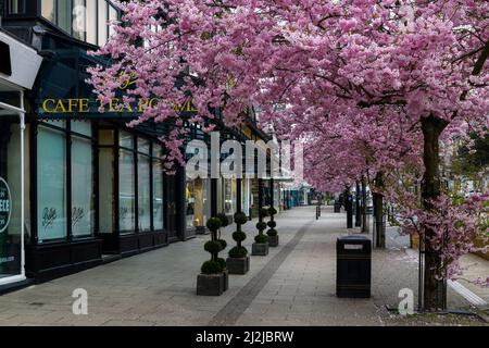 Malerisches Stadtzentrum im Frühling (wunderschöne bunte Kirschbäume in voller Blüte, stilvolles Restaurant-Café-Ladenlokal) - The Grove, Ilkley, Yorkshire, England, Großbritannien. Stockfoto