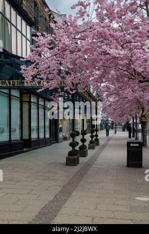 Malerisches Stadtzentrum im Frühling (wunderschöne bunte Kirschbäume in voller Blüte, stilvolles Restaurant-Café-Ladenlokal) - The Grove, Ilkley, Yorkshire, England, Großbritannien. Stockfoto