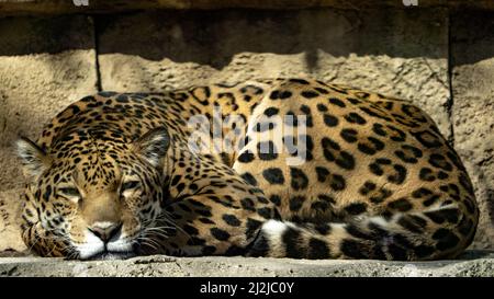 Eine Nahaufnahme eines jaguar, der sich in seinem Käfig zusammenrollte Stockfoto