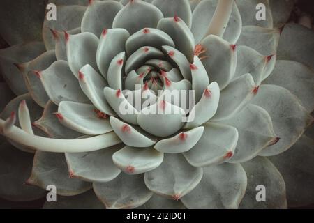 Nahaufnahme von echeveria saftige Rosette aus hellgrünen Blättern. Ein Träger mit Sukkulente Blume für Branding, Kalender, Karte, Tapete, Poster Stockfoto