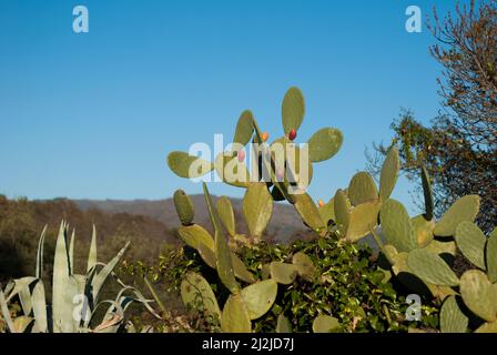 Ficus indica Kaktus mit stacheligen Birnen, rot und gelb, mit blauem Himmel Stockfoto