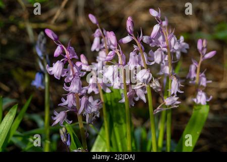 Taplow, Buckinghamshire, Großbritannien. 2.. April 2022. Nach ein paar bitterkalten Tagen stiegen die Temperaturen heute Nachmittag auf 7 Grad. Der Frühling ist definitiv angekommen, denn Bluebellen, Sträucher und Blüten bringen einen willkommenen Farbtupfer. Quelle: Maureen McLean/Alamy Stockfoto