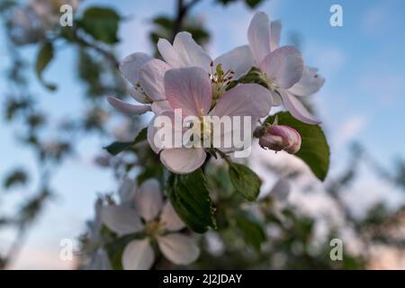 Schöne blühende Blüten eines Apfelbaums mit blauem Himmel. Makro-Foto, Blumen von Apfel. Apfelbäume haben hübsche Blumen im Frühjahr für die Post Stockfoto