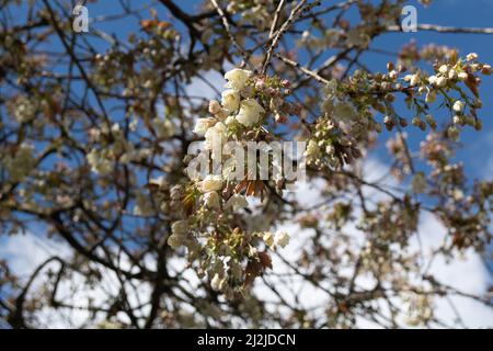 Taplow, Buckinghamshire, Großbritannien. 2.. April 2022. Nach ein paar bitterkalten Tagen stiegen die Temperaturen heute Nachmittag auf 7 Grad. Der Frühling ist definitiv angekommen, denn Bluebellen, Sträucher und Blüten bringen einen willkommenen Farbtupfer. Quelle: Maureen McLean/Alamy Stockfoto