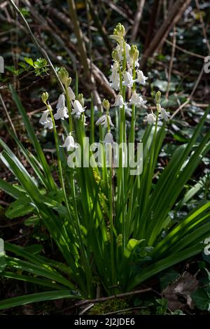 Taplow, Buckinghamshire, Großbritannien. 2.. April 2022. Nach ein paar bitterkalten Tagen stiegen die Temperaturen heute Nachmittag auf 7 Grad. Der Frühling ist definitiv angekommen, denn Bluebellen, Sträucher und Blüten bringen einen willkommenen Farbtupfer. Quelle: Maureen McLean/Alamy Stockfoto