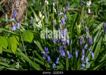 Taplow, Buckinghamshire, Großbritannien. 2.. April 2022. Nach ein paar bitterkalten Tagen stiegen die Temperaturen heute Nachmittag auf 7 Grad. Der Frühling ist definitiv angekommen, denn Bluebellen, Sträucher und Blüten bringen einen willkommenen Farbtupfer. Quelle: Maureen McLean/Alamy Stockfoto