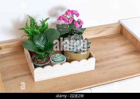 Topfpflanzen auf dem Holztablett im Regal. Sukulente, Nephrolepis, kalanchoe, Ficus lyrate in kleinen Töpfen. Home Gartenarbeit, Inneneinrichtung Stockfoto