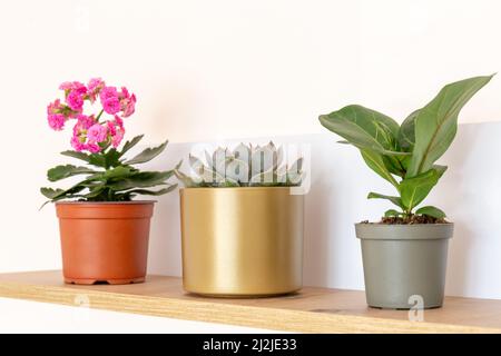 Topfpflanzen auf dem Regal zu Hause. Sukulente, Nephrolepis, kalanchoe, Ficus lyrate in kleinen Töpfen. Home Gartenarbeit, Inneneinrichtung Stockfoto