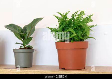 Topfpflanzen auf dem Regal zu Hause. Sukulente, Nephrolepis, kalanchoe, Ficus lyrate in kleinen Töpfen. Home Gartenarbeit, Inneneinrichtung Stockfoto
