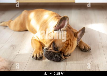 Französischer Bulldogge-Welpe, der an sonnigen Tagen zu Hause auf dem Boden schläft Stockfoto