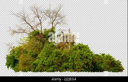 Hochauflösendes Waldcape nehmen von Panorama-Technik für Form und Detail, ausschneiden Wald aus dem ursprünglichen Hintergrund und Ersatz neuer Hintergrund wi Stockfoto