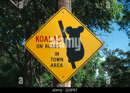 Australien. New South Wales. Central Coast Region. Signieren. Koalas auf Straßen im Stadtgebiet. Stockfoto