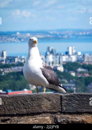 Eine Möwe steht an der Wand des Edinburgh Castle mit Blick auf den Firth of Forth in Edinburgh, Lothian, Schottland, Großbritannien. Stockfoto