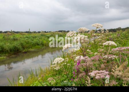 Nahaufnahme einer weiß blühenden umbelliferen Angelica, Angelica archangelica, am Ufer des Rolder Diep vor verschwommenem Hintergrund mit natürlichem Ve Stockfoto