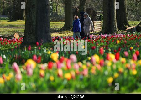 Brüssel, Belgien. 2. April 2022. Touristen besuchen die Floralia Brüssel oder die internationale Blumenausstellung 19. im Grand Bigard Schloss in der Nähe von Brüssel, Belgien, am 2. April 2022. Die einmonatige Ausstellung startete am Samstag im 14 Hektar großen Park, in dem mehr als eine Million Blumen, darunter riesige Sorten von Tulpen, Hyazinthen und Narzissen, usw. vorgestellt wurden.Quelle: Zheng Huansong/Xinhua/Alamy Live News Stockfoto