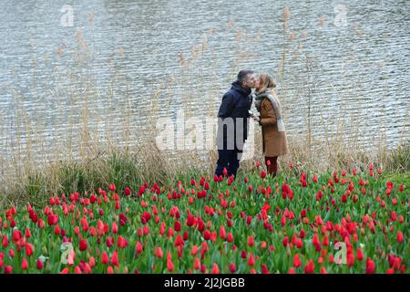 Brüssel, Belgien. 2. April 2022. Ein paar Küsse im Floralia Brüssel oder der internationalen Blumenausstellung 19. im Grand Bigard Schloss bei Brüssel, Belgien, 2. April 2022. Die einmonatige Ausstellung startete am Samstag im 14 Hektar großen Park, in dem mehr als eine Million Blumen, darunter riesige Sorten von Tulpen, Hyazinthen und Narzissen, usw. vorgestellt wurden.Quelle: Zheng Huansong/Xinhua/Alamy Live News Stockfoto