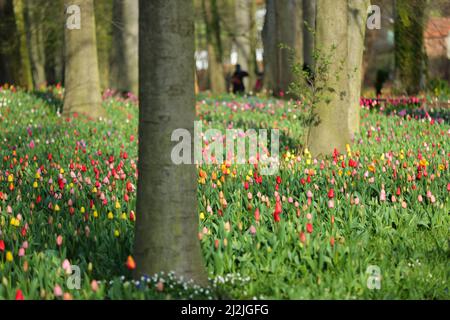 Brüssel, Belgien. 2. April 2022. Blumen sind im Floralia Brussels oder der internationalen Blumenausstellung 19. im Grand Bigard Castle in der Nähe von Brüssel, Belgien, am 2. April 2022 zu sehen. Die einmonatige Ausstellung startete am Samstag im 14 Hektar großen Park, in dem mehr als eine Million Blumen, darunter riesige Sorten von Tulpen, Hyazinthen und Narzissen, usw. vorgestellt wurden.Quelle: Zheng Huansong/Xinhua/Alamy Live News Stockfoto