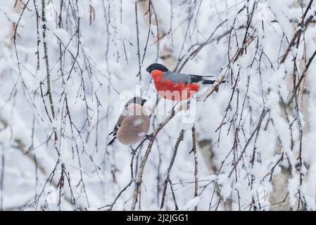 Ein Paar Gimpel-Vögel am Baumzweig am Wintertag. Stockfoto