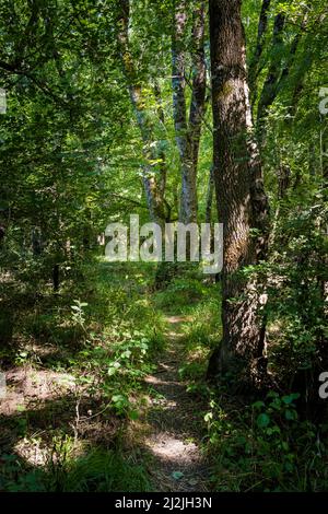 Sommerfoto des schönen Naturschutzgebietes Ropotamo in Bulgarien, Provinz Burgas. Stockfoto