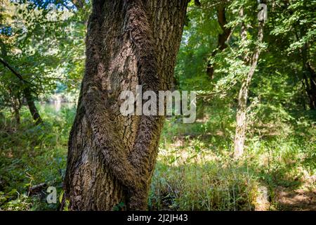 Sommerfoto des schönen Naturschutzgebietes Ropotamo in Bulgarien, Provinz Burgas. Stockfoto