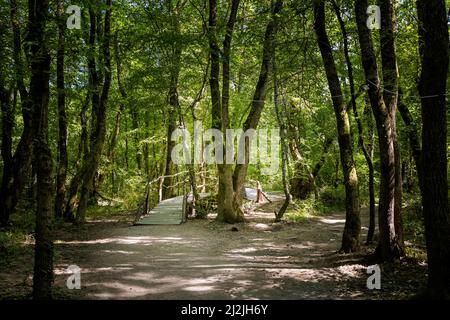 Sommerfoto des schönen Naturschutzgebietes Ropotamo in Bulgarien, Provinz Burgas. Stockfoto