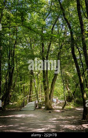 Sommerfoto des schönen Naturschutzgebietes Ropotamo in Bulgarien, Provinz Burgas. Stockfoto