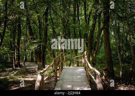 Sommerfoto des schönen Naturschutzgebietes Ropotamo in Bulgarien, Provinz Burgas. Stockfoto