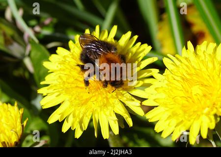Königin Gemeine Carderbiene (Bombus pascuorum), Familie Apidae auf der Blüte von Taraxacum officinale, gemeiner Löwinenart, Familie Asteraceae oder Compositae. Stockfoto