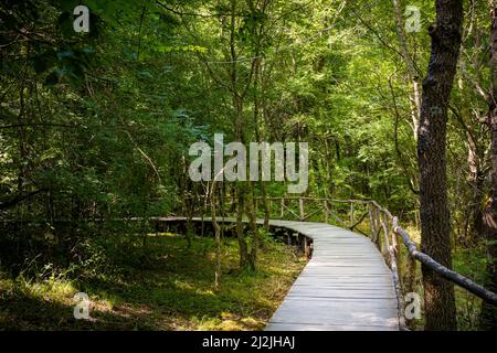 Sommerfoto des schönen Naturschutzgebietes Ropotamo in Bulgarien, Provinz Burgas. Stockfoto