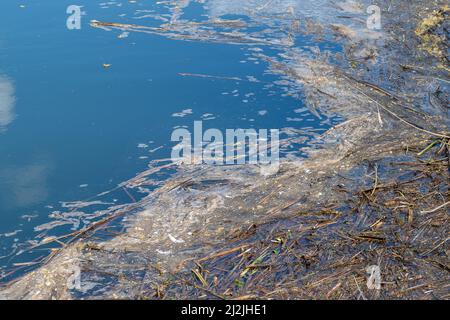 Taplow, Buckinghamshire, Großbritannien. 2.. April 2022. Verschmutzung auf dem Jubilee River in Taplow. Im Jahr 2021 haben Wasserunternehmen in England 372.533 Mal Rohabwässer in Flüsse geleitet. Bis 2040 sollen die Abwassereinleitungen in Flüsse um 40 % reduziert werden, aber viele Umweltschützer sagen, dass dies zu wenig, zu spät ist. Quelle: Maureen McLean/Alamy Live News Stockfoto