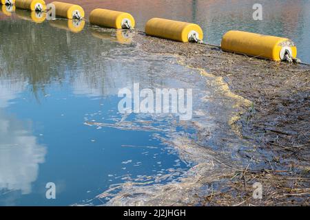 Taplow, Buckinghamshire, Großbritannien. 2.. April 2022. Verschmutzung auf dem Jubilee River in Taplow. Im Jahr 2021 haben Wasserunternehmen in England 372.533 Mal Rohabwässer in Flüsse geleitet. Bis 2040 sollen die Abwassereinleitungen in Flüsse um 40 % reduziert werden, aber viele Umweltschützer sagen, dass dies zu wenig, zu spät ist. Quelle: Maureen McLean/Alamy Live News Stockfoto