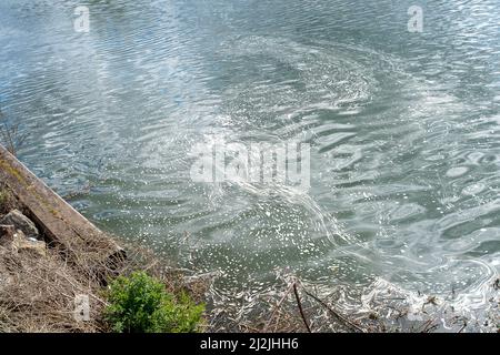 Taplow, Buckinghamshire, Großbritannien. 2.. April 2022. Verschmutzung auf dem Jubilee River in Taplow. Im Jahr 2021 haben Wasserunternehmen in England 372.533 Mal Rohabwässer in Flüsse geleitet. Bis 2040 sollen die Abwassereinleitungen in Flüsse um 40 % reduziert werden, aber viele Umweltschützer sagen, dass dies zu wenig, zu spät ist. Quelle: Maureen McLean/Alamy Live News Stockfoto