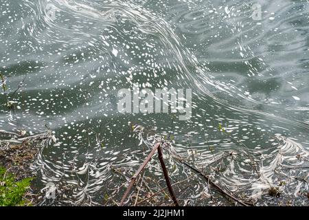 Taplow, Buckinghamshire, Großbritannien. 2.. April 2022. Verschmutzung auf dem Jubilee River in Taplow. Im Jahr 2021 haben Wasserunternehmen in England 372.533 Mal Rohabwässer in Flüsse geleitet. Bis 2040 sollen die Abwassereinleitungen in Flüsse um 40 % reduziert werden, aber viele Umweltschützer sagen, dass dies zu wenig, zu spät ist. Quelle: Maureen McLean/Alamy Live News Stockfoto